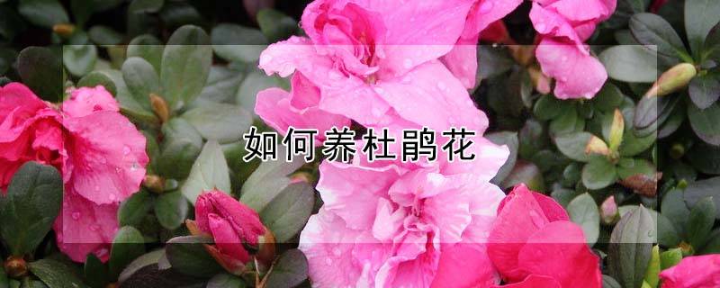 如何養(yǎng)杜鵑花