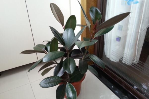 橡皮樹的養(yǎng)殖方法，保證植株生長的5大要點(diǎn)