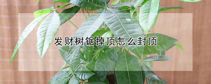 發(fā)財(cái)樹鋸掉頂怎么封頂