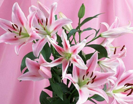 香水百合花有毒嗎,無(wú)毒/保持通風(fēng)透氣環(huán)境即可