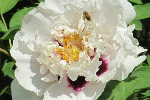 芍藥花冬天要休眠多長時(shí)間