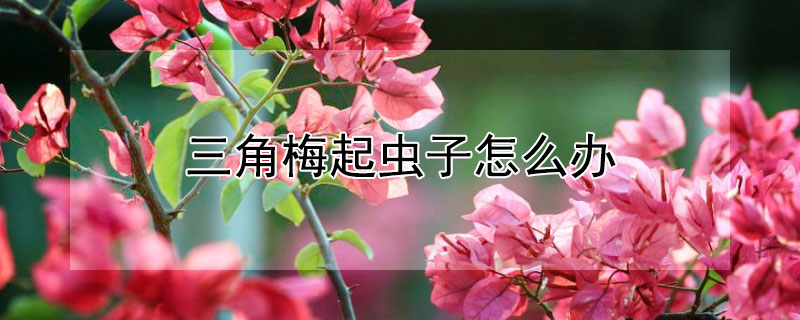 三角梅起蟲(chóng)子怎么辦