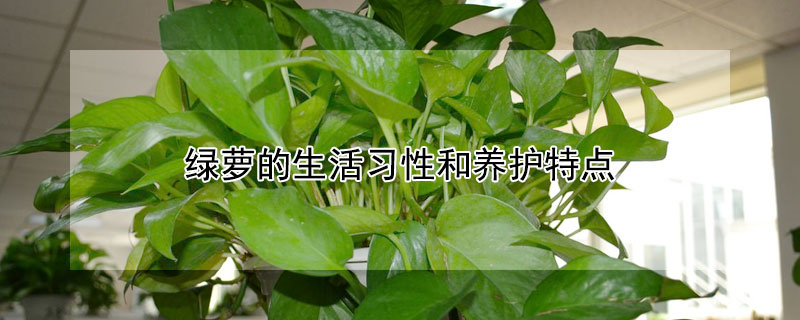 綠蘿的生活習性和養(yǎng)護特點