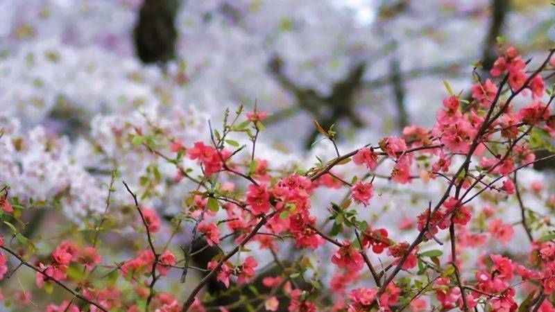 海棠和四季海棠區(qū)別