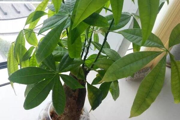 沒鋸頭的發(fā)財樹好養(yǎng)嗎，鋸掉后枝條長勢更好