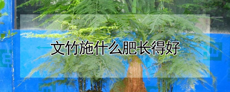文竹施什么肥長(zhǎng)得好