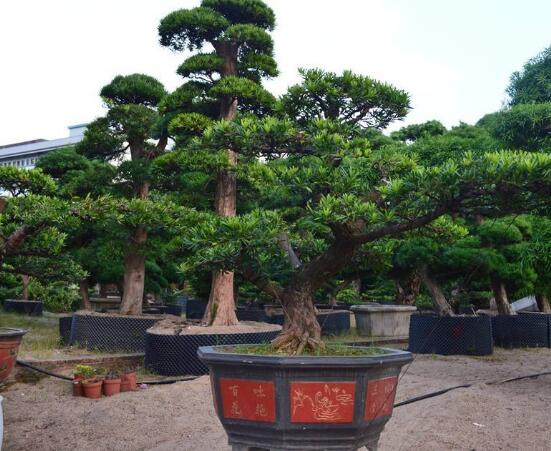 羅漢松寓意是什么，意著招財進(jìn)寶、長壽吉祥(美好)