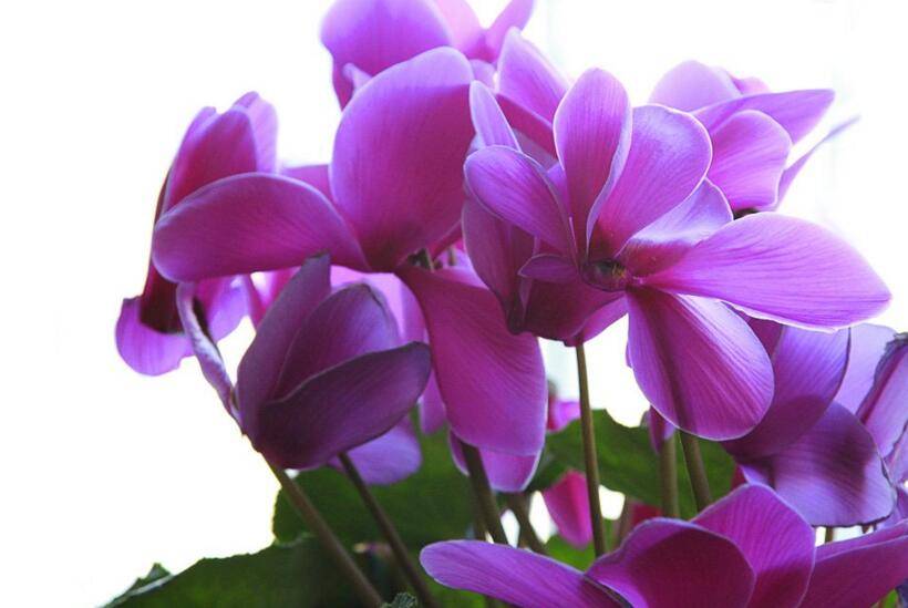 仙客來幾月份開花，集中在冬天這個(gè)季節(jié)開花
