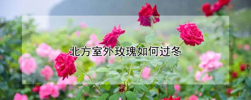 北方室外玫瑰如何過(guò)冬