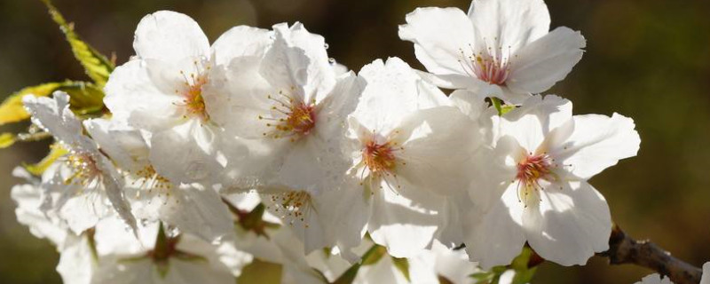 中國(guó)櫻花開花時(shí)間
