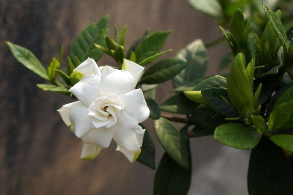 梔子花可以水養(yǎng)嗎，養(yǎng)殖方法正確可一直水培