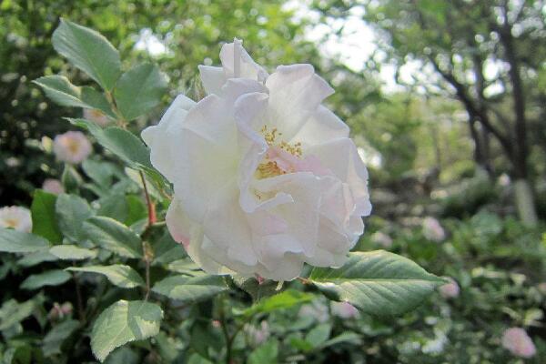 粉色薔薇花的花語，以及薔薇花花語大全