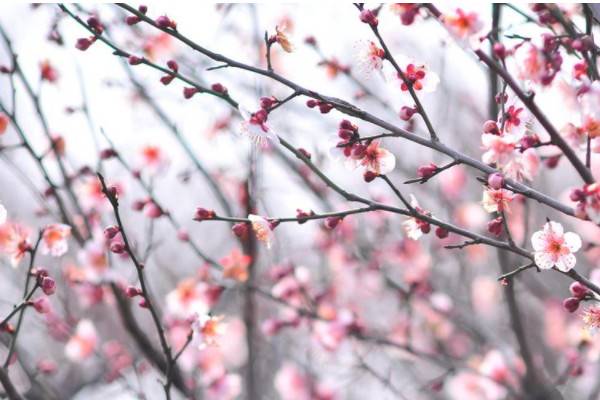 梅花冬季室內(nèi)怎么養(yǎng)