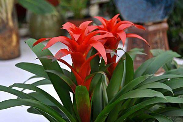 鴻運當頭開完花怎么養(yǎng)，及時進行分株