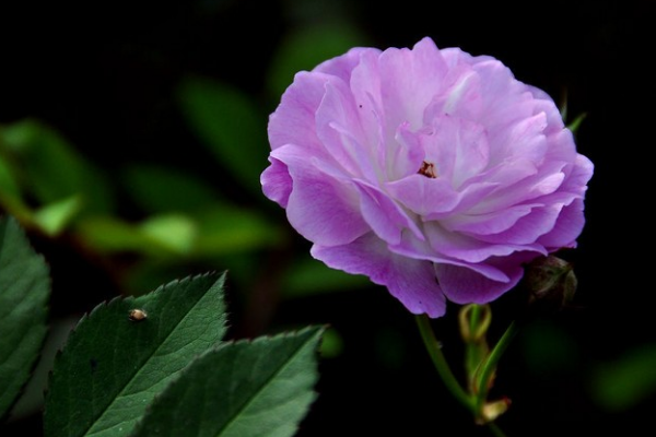 粉色薔薇花的花語，以及薔薇花花語大全