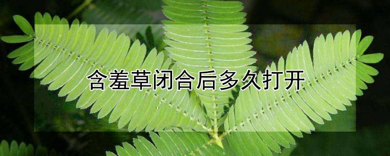 含羞草閉合后多久打開(kāi)
