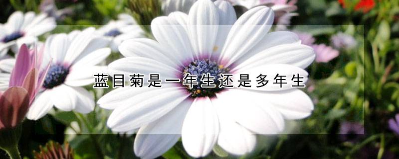 藍(lán)目菊是一年生還是多年生