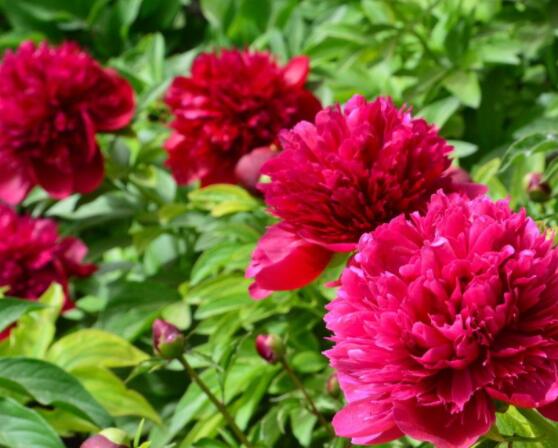 芍藥花如何養(yǎng)護(hù)，教你最重要五個(gè)養(yǎng)殖技巧(花枝艷麗)