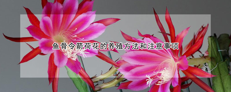 魚骨令箭荷花的養(yǎng)殖方法和注意事項