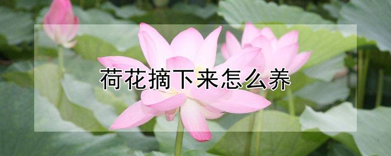 荷花摘下來怎么養(yǎng)