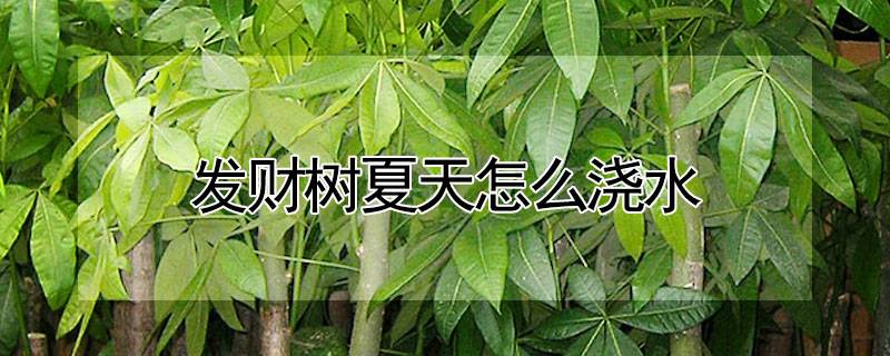 發(fā)財樹夏天怎么澆水