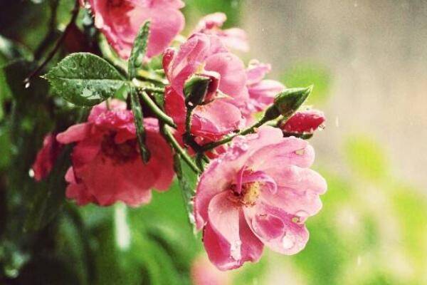 薔薇怎么養(yǎng)