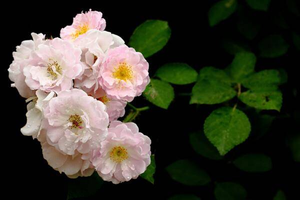 薔薇花什么季節(jié)種植，一年四季都可以