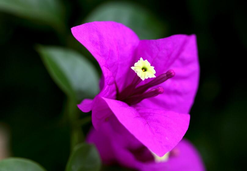 三角梅花期什么時候，養(yǎng)的好一年四季都可以開花