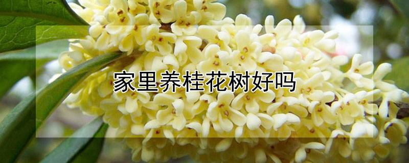 家里養(yǎng)桂花樹好嗎