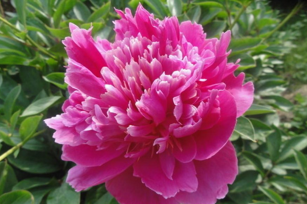 芍藥長(zhǎng)什么樣