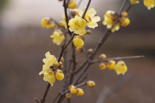 臘梅花怎么養(yǎng)，臘梅花養(yǎng)殖5大要點(diǎn)