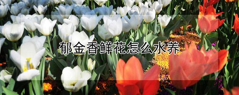 郁金香鮮花怎么水養(yǎng)