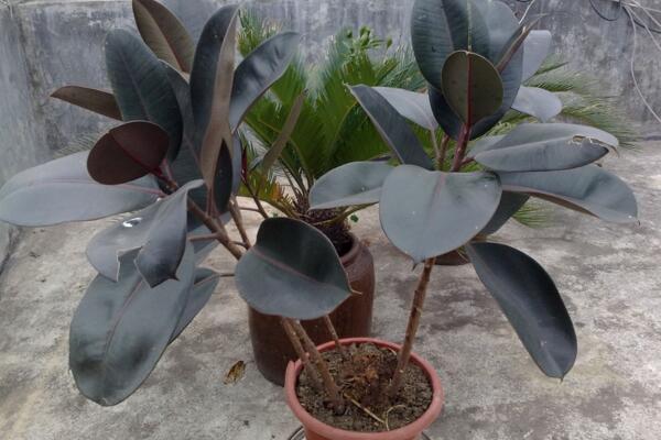 橡皮樹的養(yǎng)殖方法，保證植株生長的5大要點(diǎn)