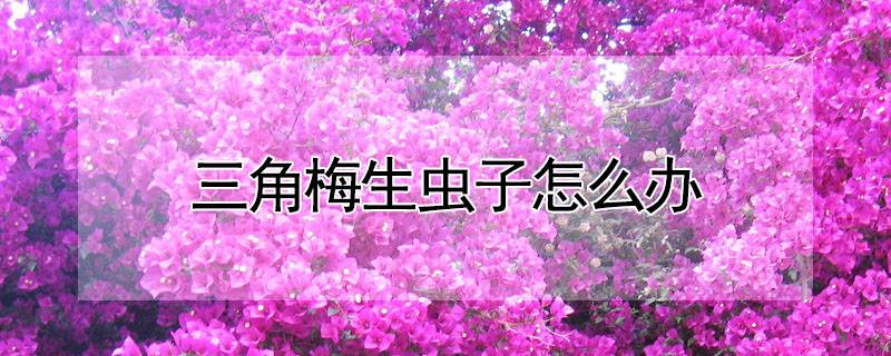 三角梅生蟲子怎么辦