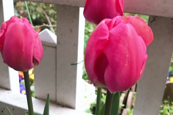 盆栽郁金香幾天發(fā)芽
