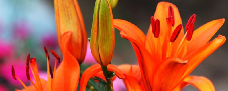 百合花如何留種球