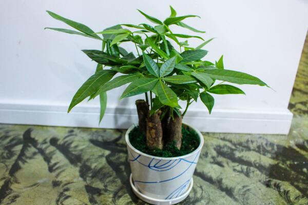 沒鋸頭的發(fā)財樹好養(yǎng)嗎，鋸掉后枝條長勢更好