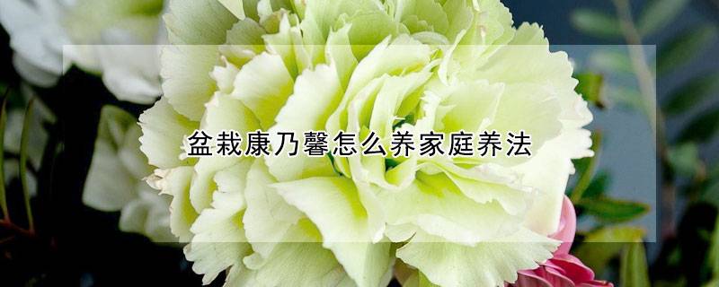 盆栽康乃馨怎么養(yǎng)家庭養(yǎng)法