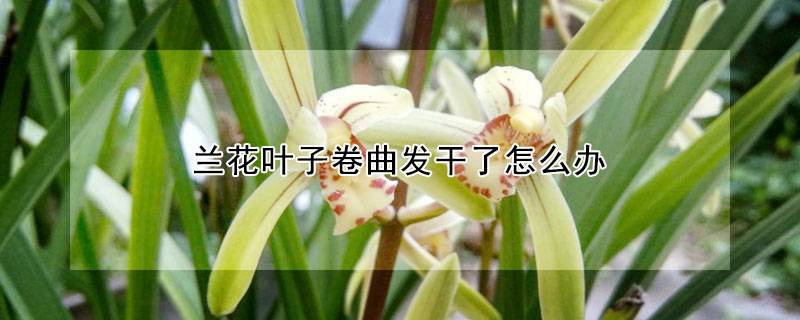 蘭花葉子卷曲發(fā)干了怎么辦