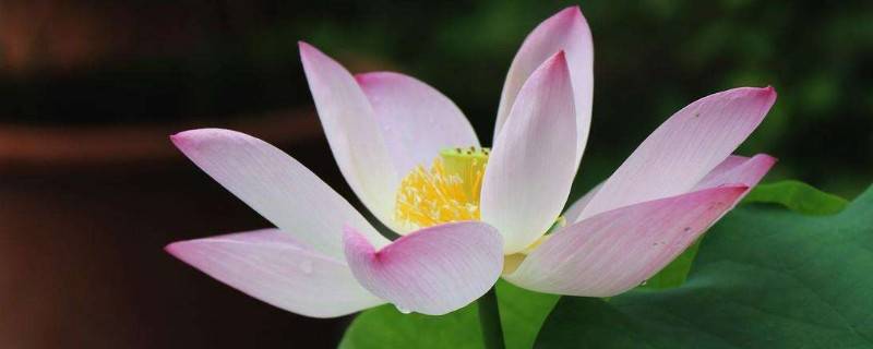荷花能在家里養(yǎng)嗎