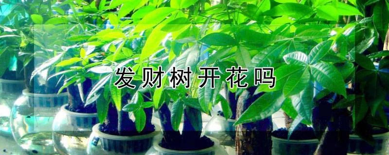 發(fā)財樹開花嗎