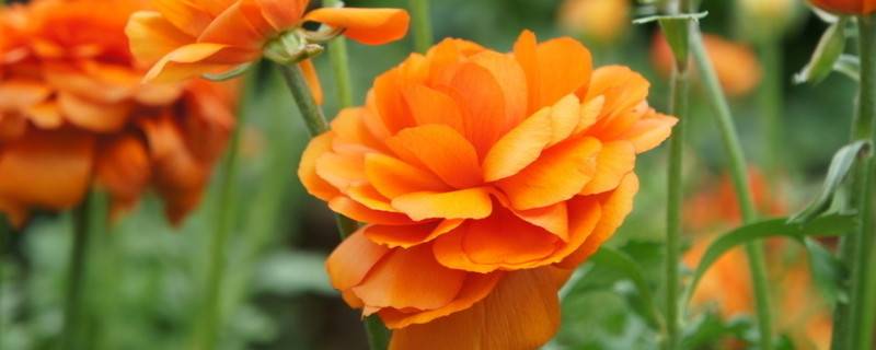 冬季花卉怎么養(yǎng)護