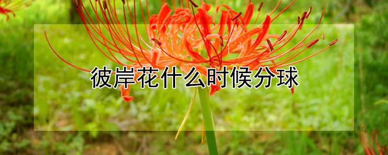 彼岸花什么時(shí)候分球