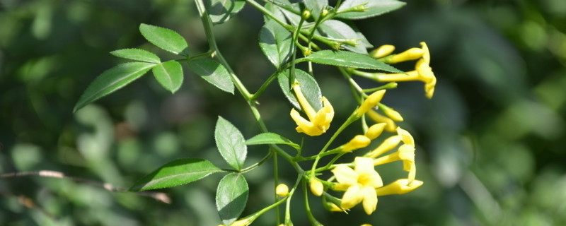 迎春花移栽后幾天能生根發(fā)芽