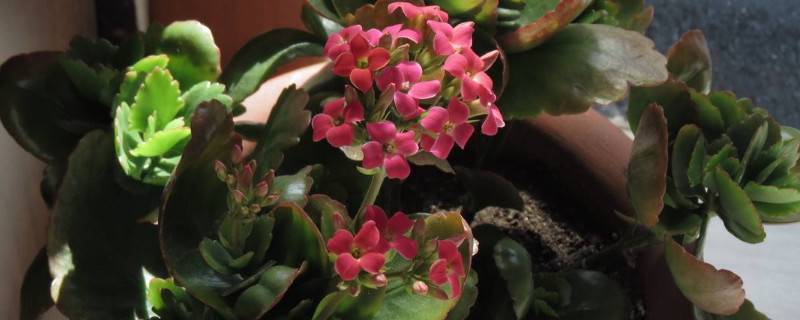 花期長(zhǎng)好看又好養(yǎng)的花