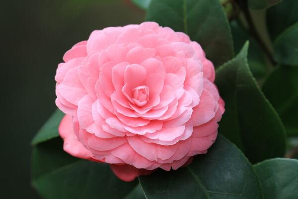山茶花的寓意是什么，山茶花花語：理想的愛、謙讓