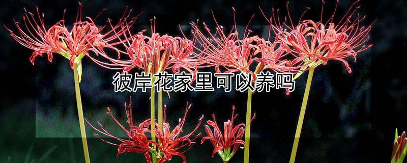 彼岸花家里可以養(yǎng)嗎