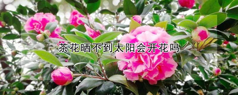茶花曬不到太陽(yáng)會(huì)開(kāi)花嗎