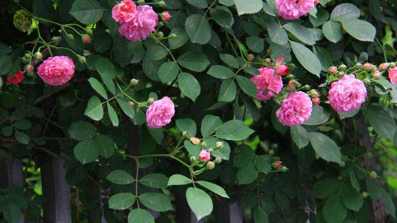 薔薇花的養(yǎng)殖方法和注意事項(xiàng)