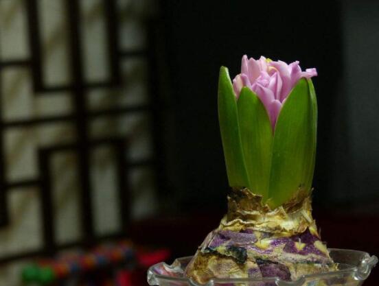 風(fēng)信子好種嗎，做好這五點(diǎn)就能生根發(fā)芽(存活率高)
